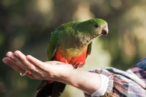 Australiska kung papegoja (kvinna) — Stockfoto