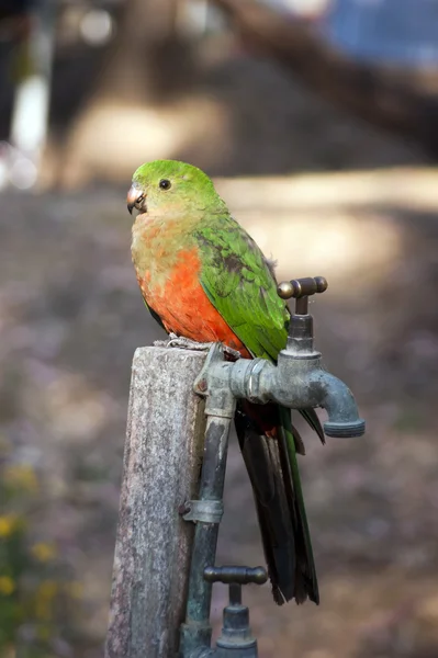Australijski król papuga (kobieta) — Zdjęcie stockowe