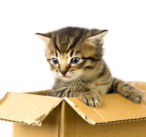 Small kitten in box — Stock Photo, Image