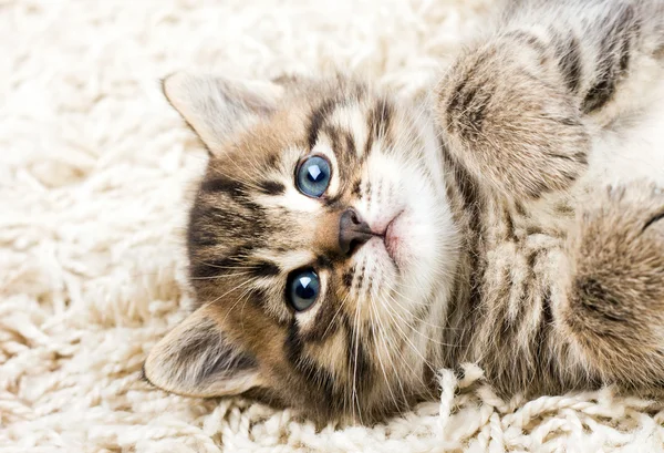 在地毯上有趣的猫 — 图库照片