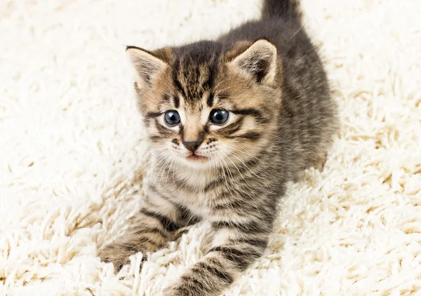 おかしい子猫のカーペット — ストック写真
