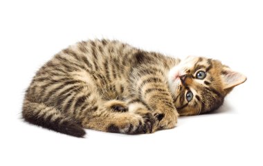 Funny kitten clipart