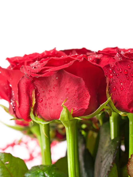 Bos rode rozen — Stockfoto