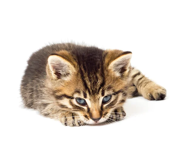 Grappige kitten — Stockfoto