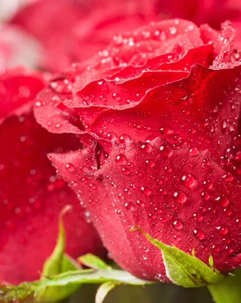 Hromada rudých růží — Stock fotografie
