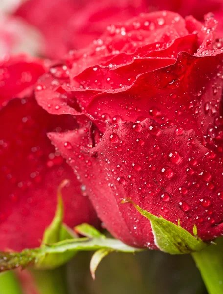 붉은 장미 다발 — 스톡 사진