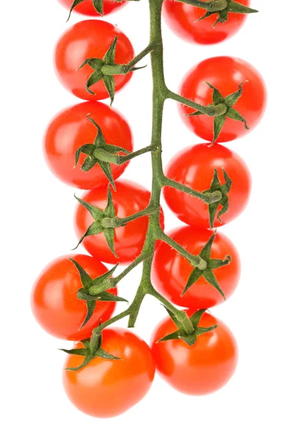 Кластер помидоров черри — стоковое фото