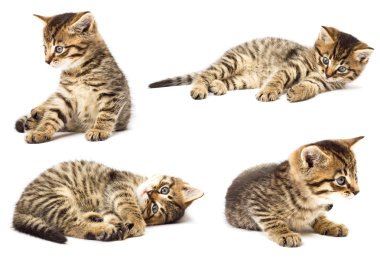 Funny kitten clipart