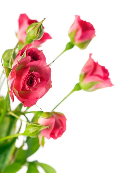 Bos rode rozen — Stockfoto
