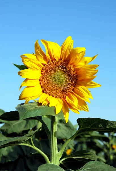 Langit biru... musim panas... bunga matahari ... — Stok Foto