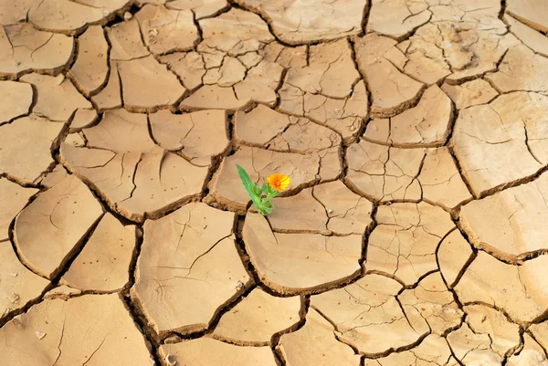 Fleur dans le désert — Photo