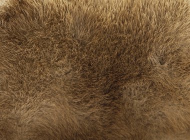 Brown fur texture clipart