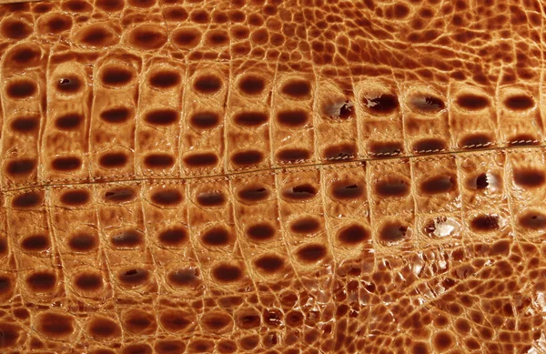 Crocodaile Läder Textur Bakgrund — Stockfoto
