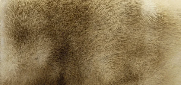Beige Fur Texture — Stock Photo, Image