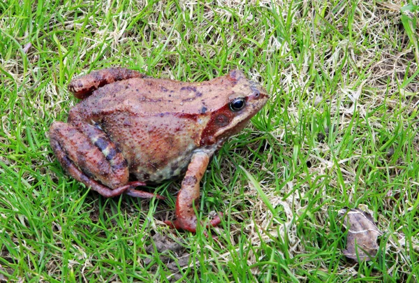 stock image A close up of the toad among grass.