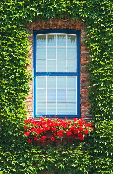 Zeleným břečťanem kroutí kulaté okno — Stock fotografie