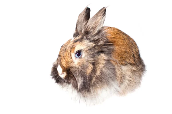 stock image Rabbit