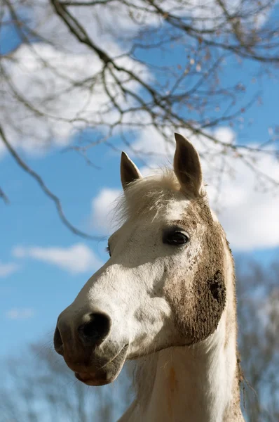 White horse in a dirt — Stock Photo, Image