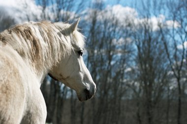White horse clipart
