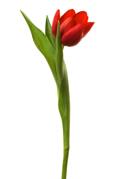 Красивый и свежий тюльпан — стоковое фото
