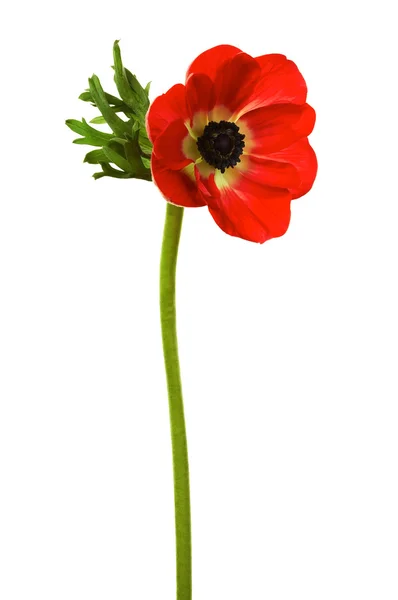 Röd blomma — Stockfoto