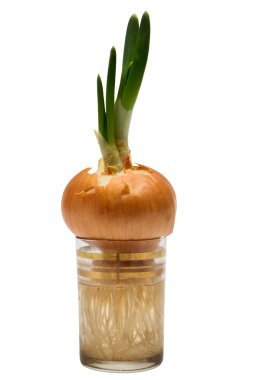 Onions in a glass clipart