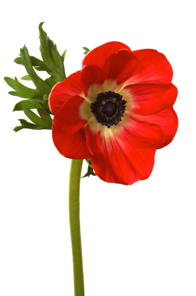 stock image Brightly red flower