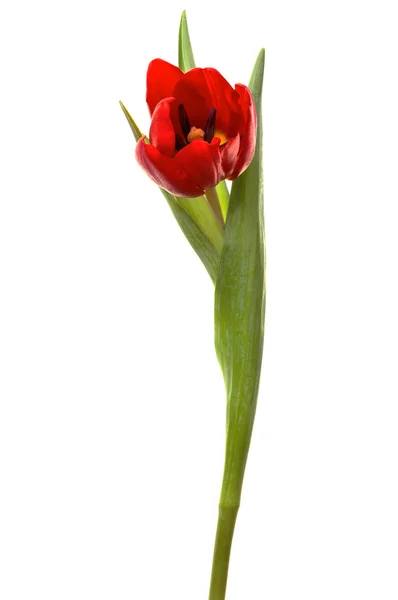 Красивый красный тюльпан — стоковое фото