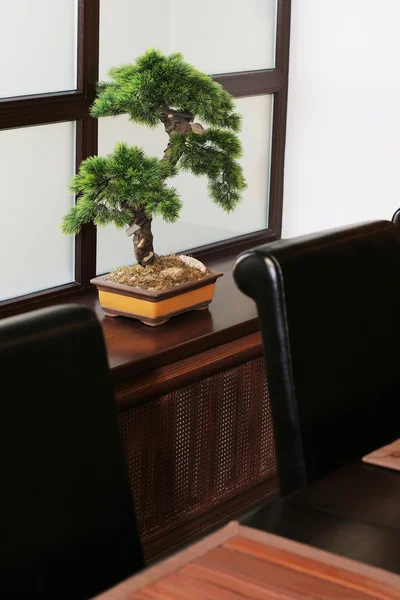 Bonsai op een vensterbank — Stockfoto