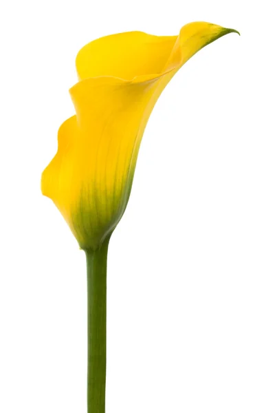 Hermosa flor amarilla — Foto de Stock