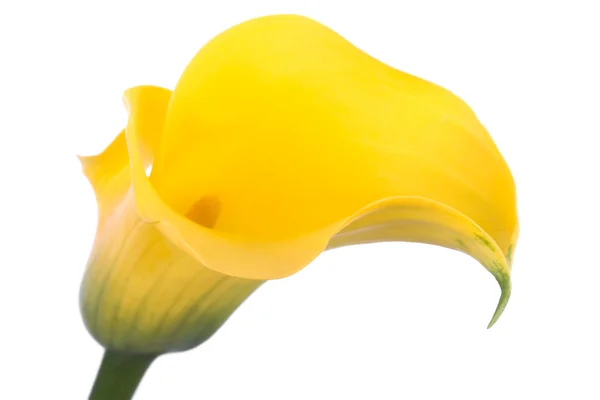 Krásný žlutý květ — Stock fotografie
