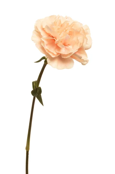 Piękny różowy kwiat — Zdjęcie stockowe