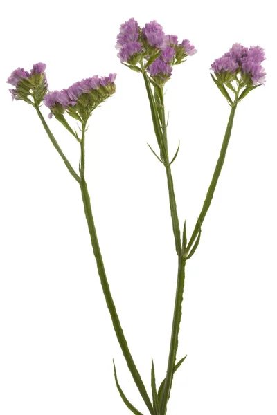 Güzel bir mor çiçek — Stok fotoğraf