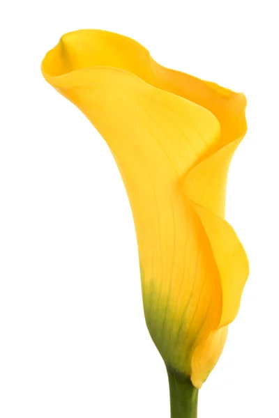 Piękny żółty kwiat — Zdjęcie stockowe