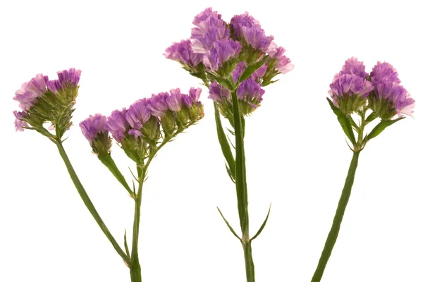 Красивый фиолетовый цветок — стоковое фото