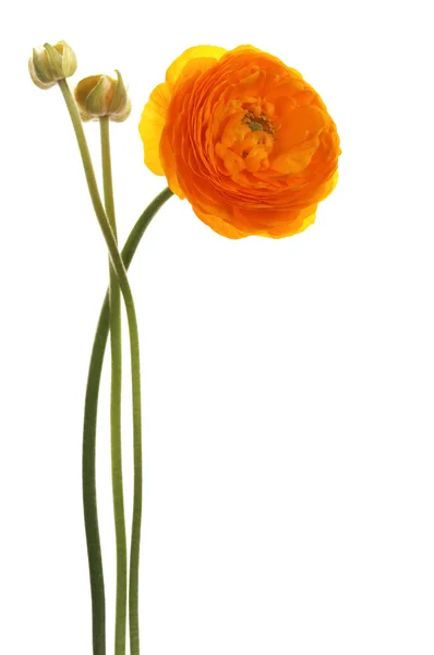 Όμορφο πορτοκαλί λουλούδι — Φωτογραφία Αρχείου