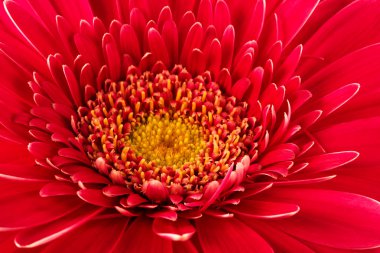 Red flower close-up clipart