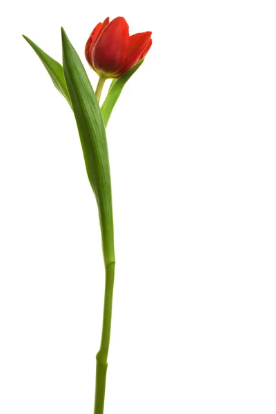 Güzel bir kırmızı çiçek — Stok fotoğraf