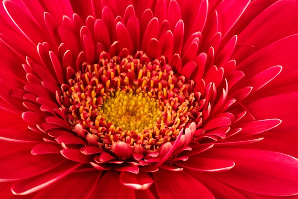 stock image Red flower close-up