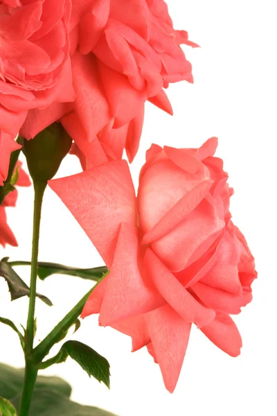 Rosas escarlate frescas — Fotografia de Stock