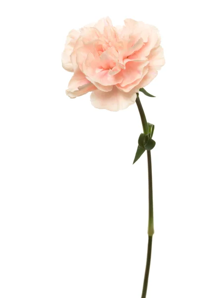 Schöne rosa Blume — Stockfoto