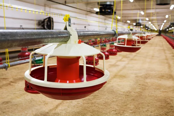 Automatisierte Geflügelfarm — Stockfoto