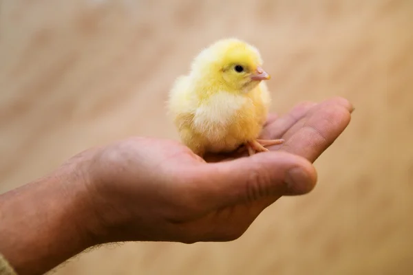 Žluté malé kuře — Stock fotografie