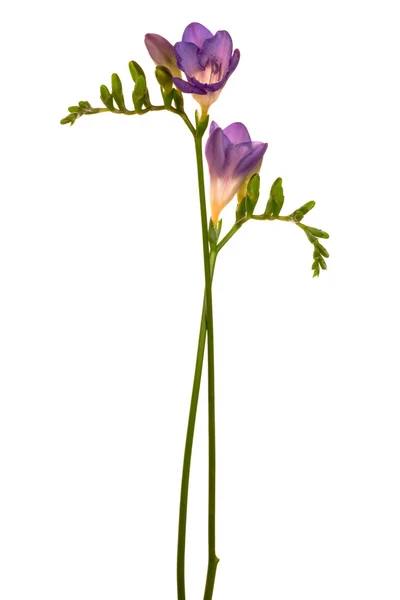 Piękny fioletowy kwiat — Zdjęcie stockowe