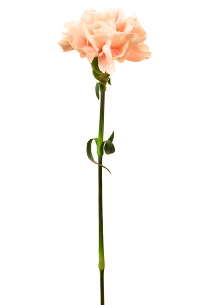 Piękny różowy kwiat — Zdjęcie stockowe
