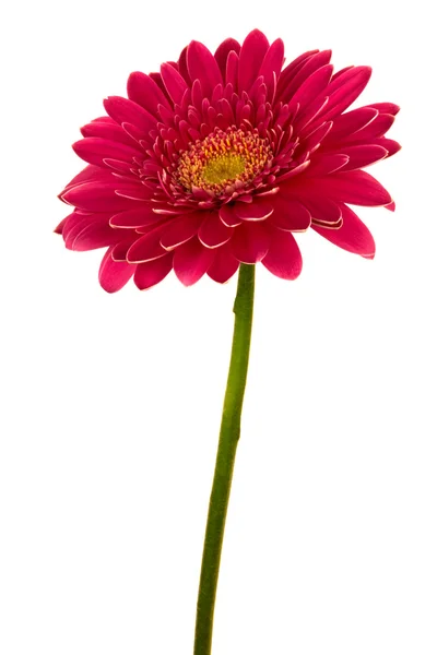 Jaskrawo czerwony kwiat — Zdjęcie stockowe