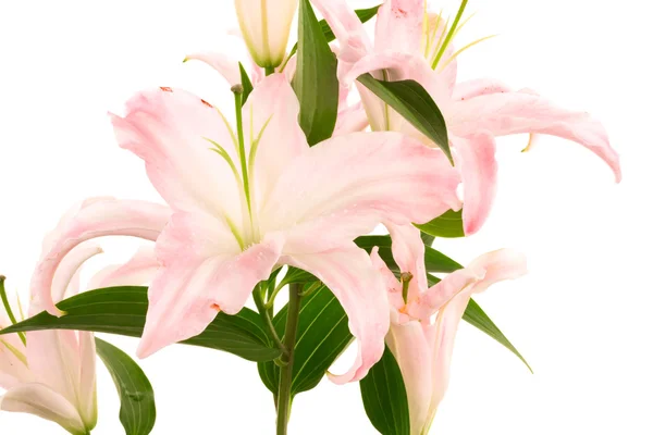 Krásné růžové lilie — Stock fotografie