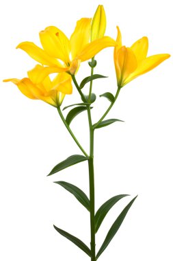 Beautiful yellow lily clipart