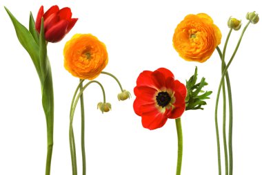 Beautiful fresh flowers clipart