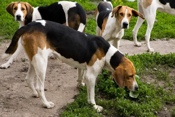 Rack of hounds of dogs — Stock Photo, Image